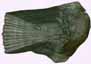 caille de poisson / scale fish