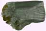 caille de poisson / scale fish