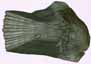 caille de poisson / scale fish